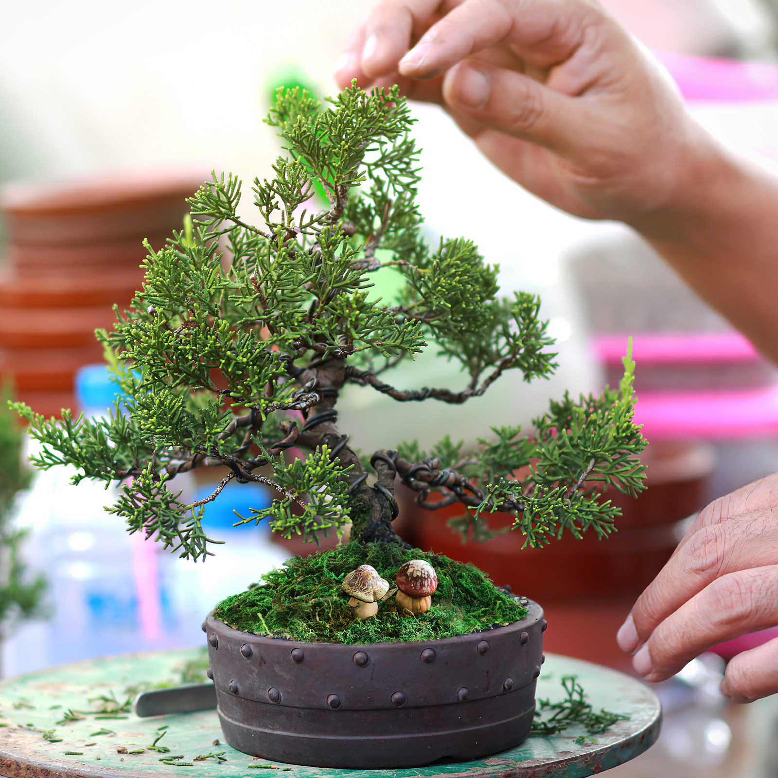 1Pack Natural Color Artificial - Preserved Moss Sheet avis et prix