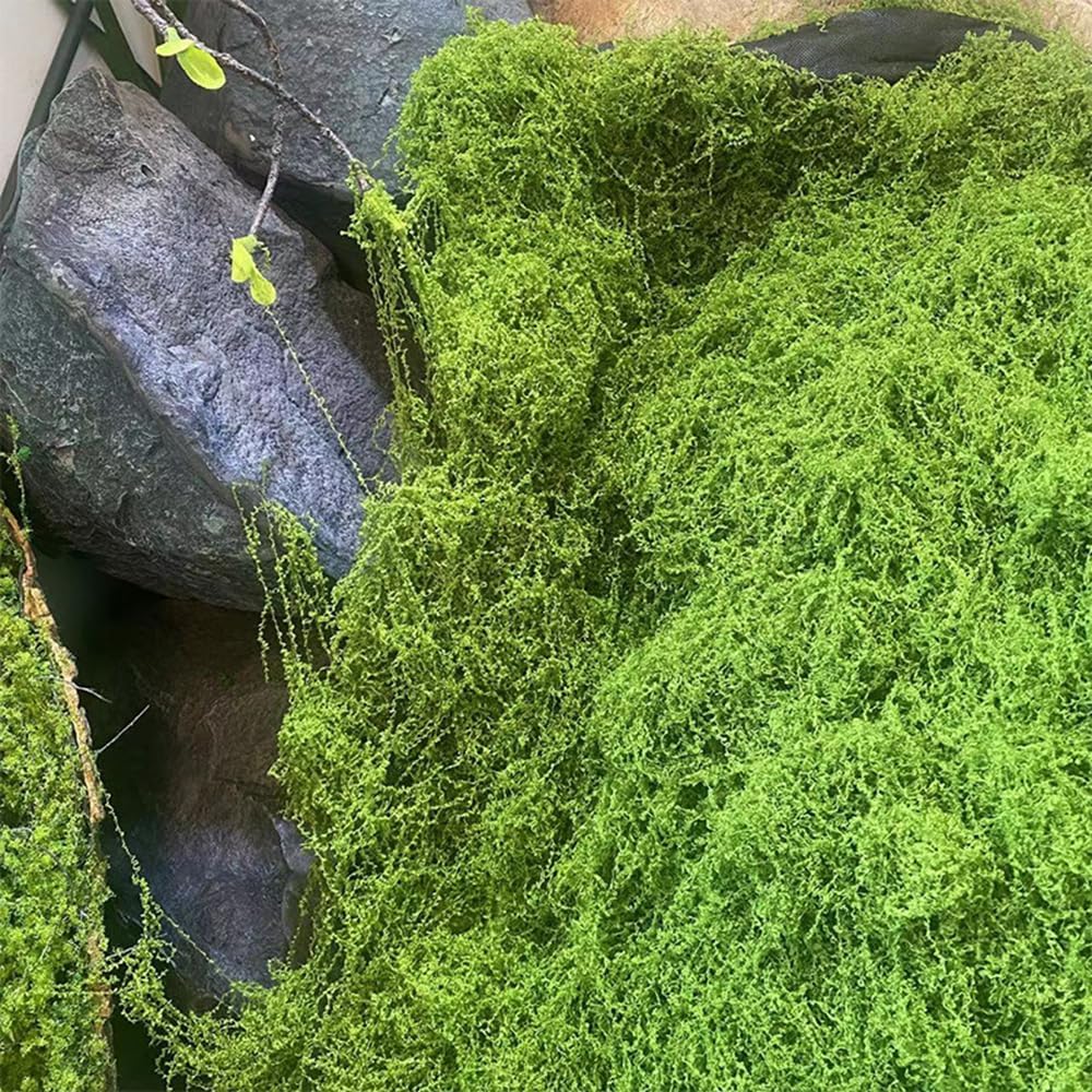 Artificial Preserved Moss Mat  - Preserved Moss Sheet avis et prix