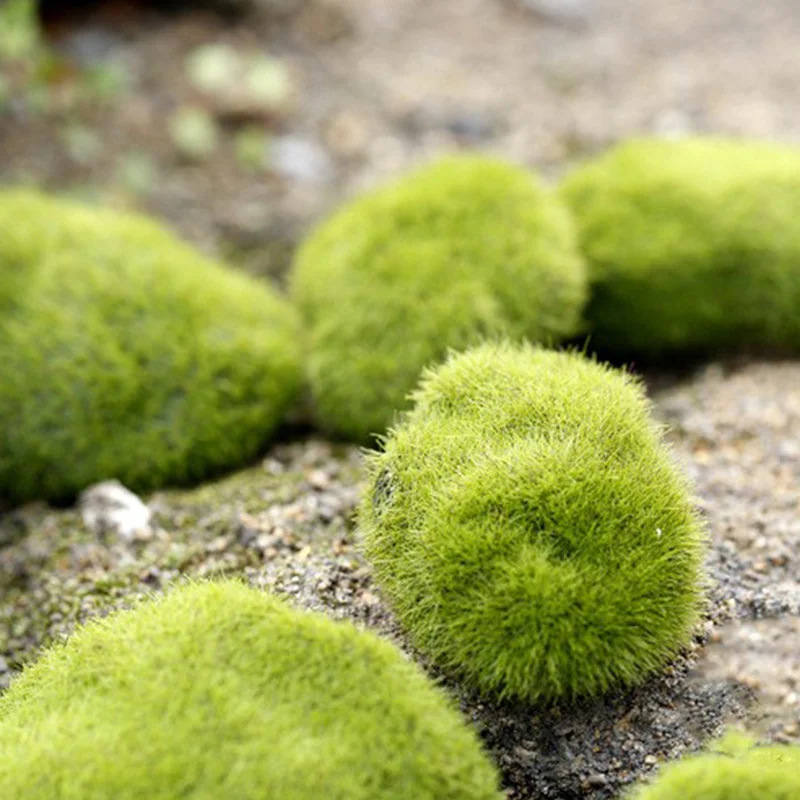 Artificial Moss Grass Micro La - Preserved Moss Sheet avis et prix